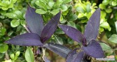 探寻紫竹梅花的内涵与意义 紫竹梅花语——倾听花语，感受自然之美