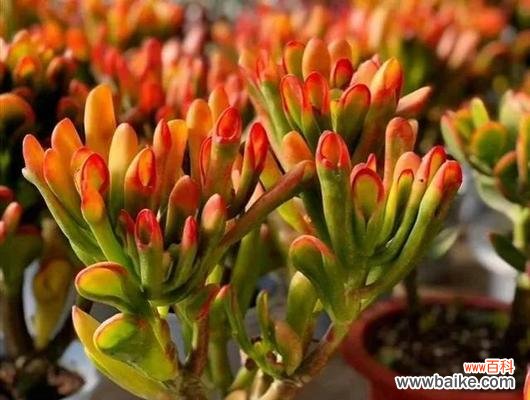 嘴唇花花语的美丽传统和深刻内涵 嘴唇花花语之意义与传承