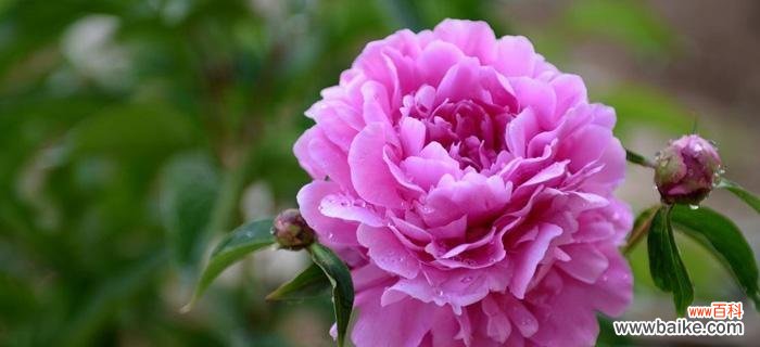 花语与爱情 花语之美