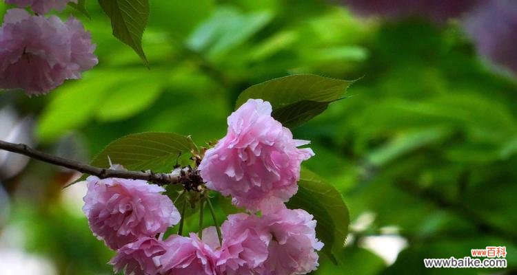 用玫瑰花语描绘爱情与美的奇妙世界 花海中的诗意之旅——以玫瑰花为主题的唯美花语探秘