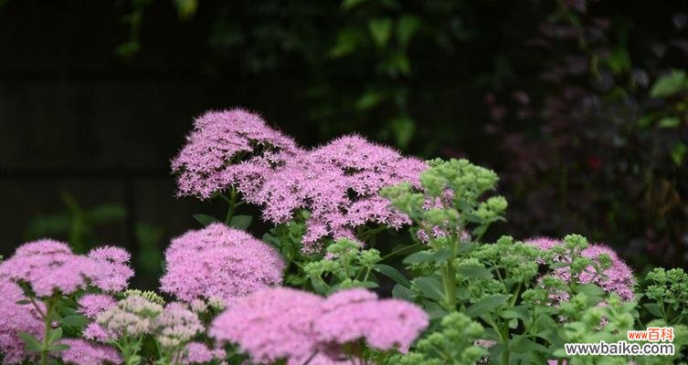 探秘八宝景天花朵中的秘密 八宝景天花语——传递生命力的花朵
