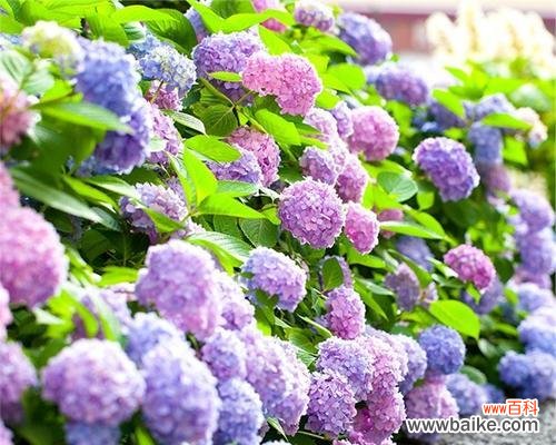 绽放美丽的花朵 八仙花