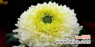 白菊花语传递的生命哲学和人生态度 白菊花语-淡泊明志的坚守