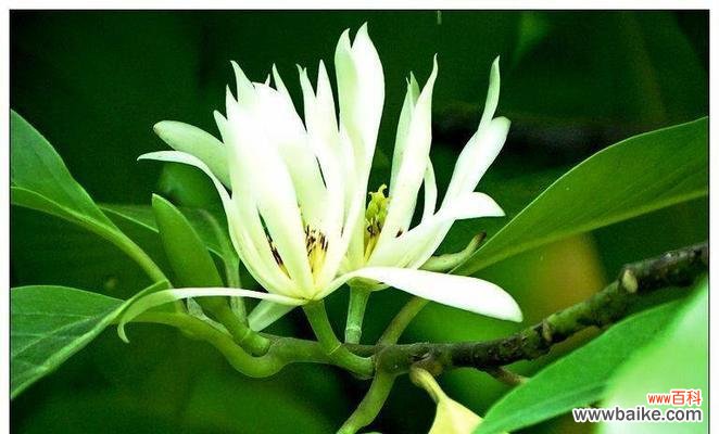 探寻白兰花的神秘内涵与象征意义 白兰花的花语及其寓意