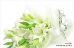 康乃馨花语的深层含义与诠释 白色康乃馨的花语