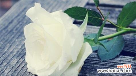 爱情和纯洁的化身——白玫瑰 白玫瑰的花语及其象征意义