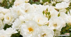 白蔷薇花语的深意 白蔷薇之恋