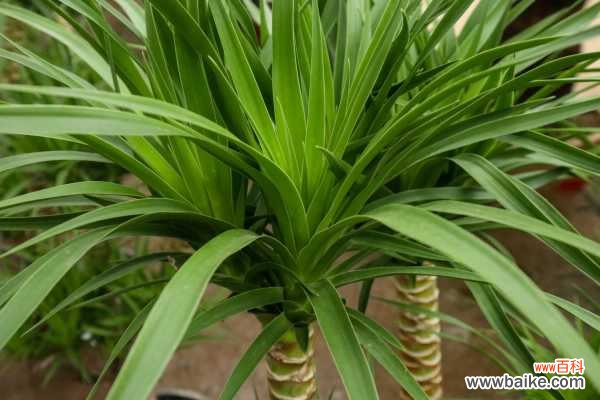 龙血树叶子干枯怎么办