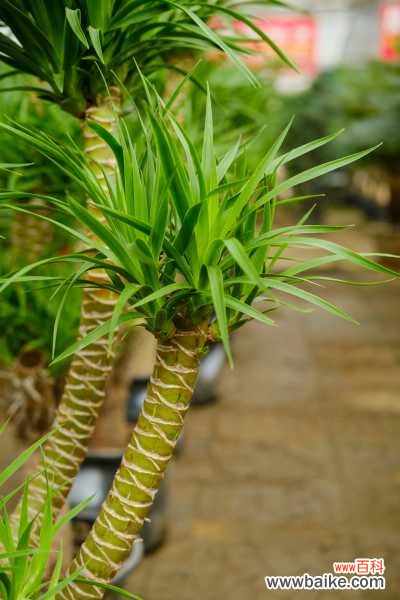 龙血树叶子干枯怎么办