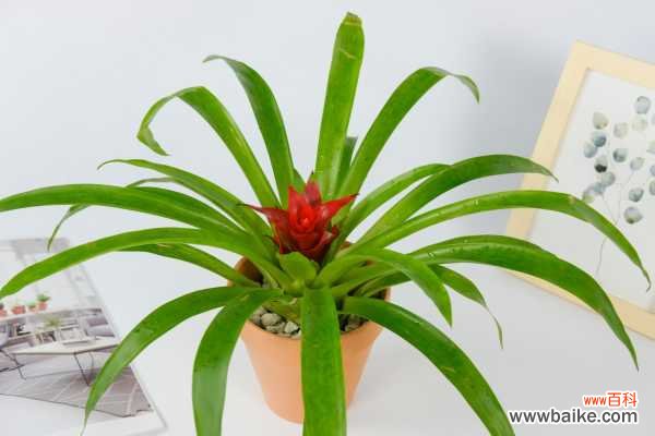 鸿运当头叶子发黑怎么办