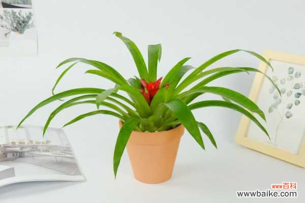 鸿运当头叶子发黑怎么办