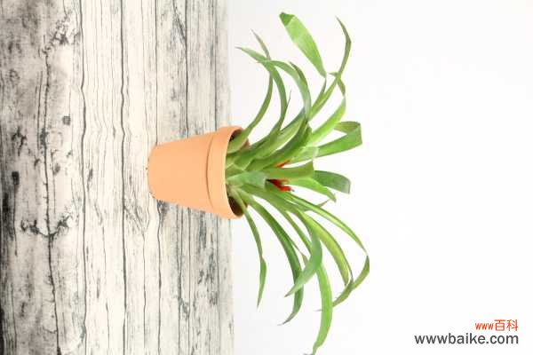 鸿运当头花枯萎了咋办