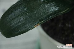 发财树君子兰...黄叶长斑，赶紧抢救，否则花活不久了！