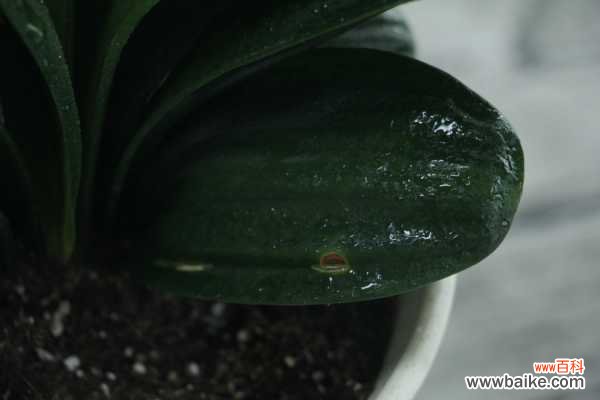 发财树君子兰...黄叶长斑，赶紧抢救，否则花活不久了！