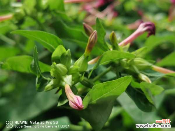 紫茉莉叶子发蔫怎么办