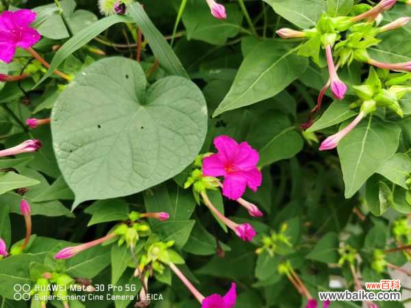 紫茉莉叶子发蔫怎么办