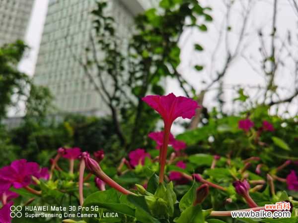 紫茉莉叶子发蔫怎么办