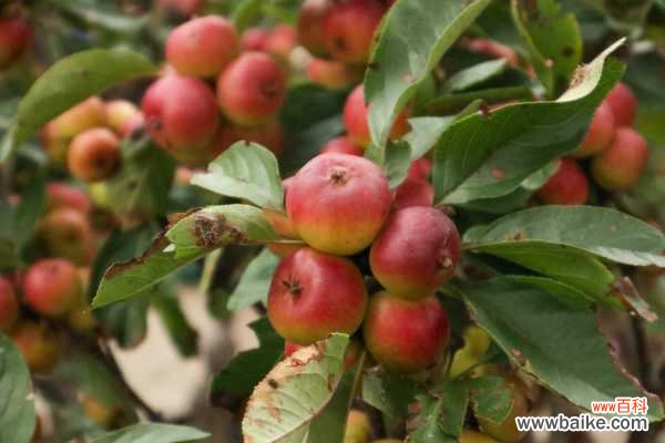 海棠花叶子干枯怎么办