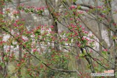 海棠花叶子干枯怎么办
