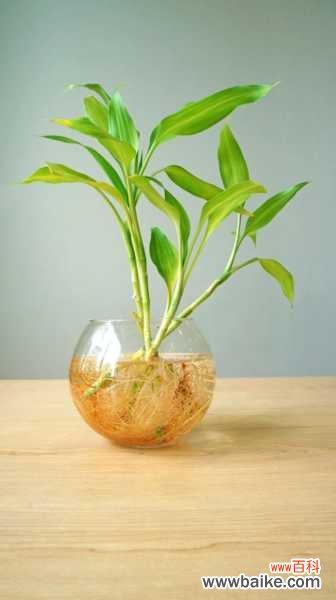 富贵竹叶子长斑怎么办