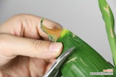 富贵竹叶子长斑怎么办