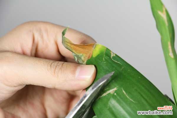 富贵竹叶子长斑怎么办