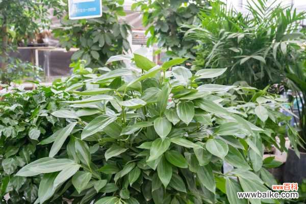 平安树叶子蔫了怎么办