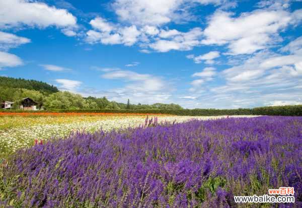 薰衣草叶子发蔫怎么办