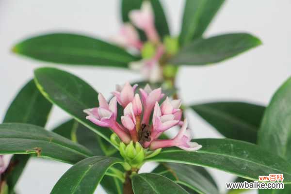 瑞香的叶子下垂