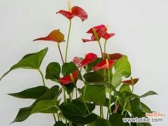 红掌的寓意和象征风水是什么？如何在家居风水中运用？