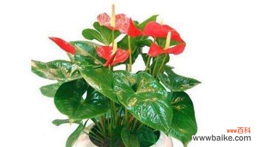 红掌风水寓意是什么？它在家居装饰中有哪些作用？