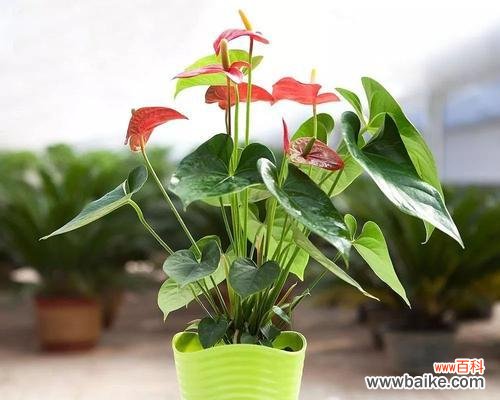 红掌风水寓意是什么？它在家居装饰中有哪些作用？