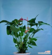 红掌花语和寓意是什么？它象征着什么意义？