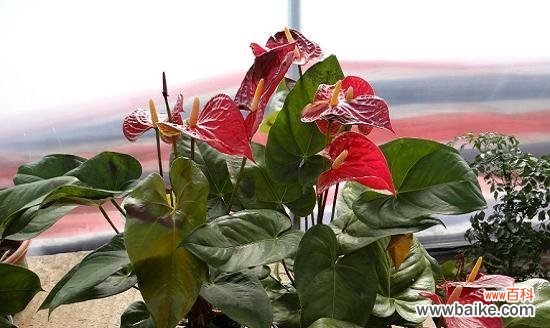 红掌花语象征与寓意是什么？如何正确解读红掌的寓意？