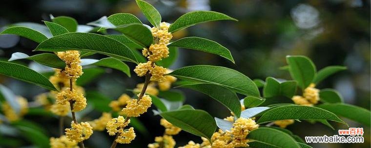 胡杨木在风水中扮演什么角色？其寓意有哪些？