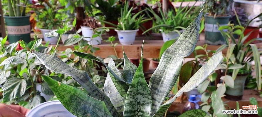 虎皮兰的寓意和象征风水是什么？如何在家居风水中运用虎皮兰？