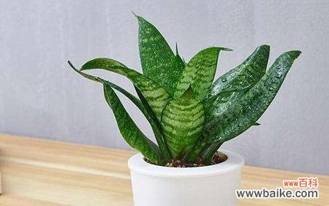 虎皮兰的寓意和象征风水是什么？如何在家居风水中运用虎皮兰？