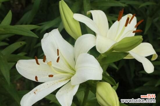 百合花的五大寓意