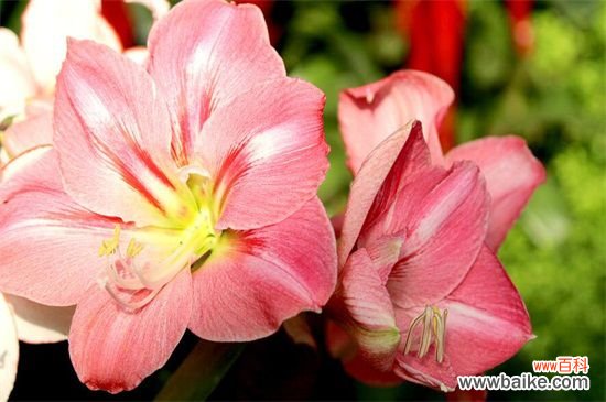 粉色百合花语：清纯高雅