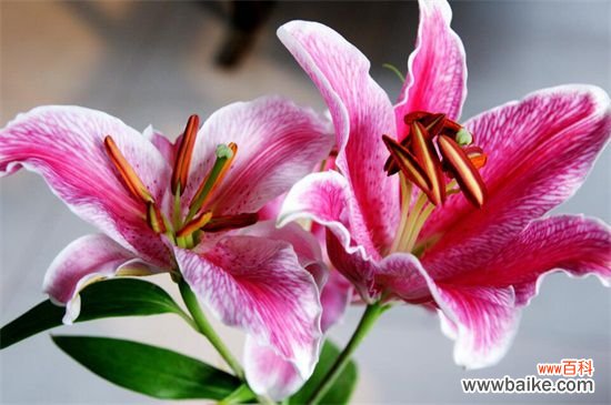 粉色百合花语：清纯高雅