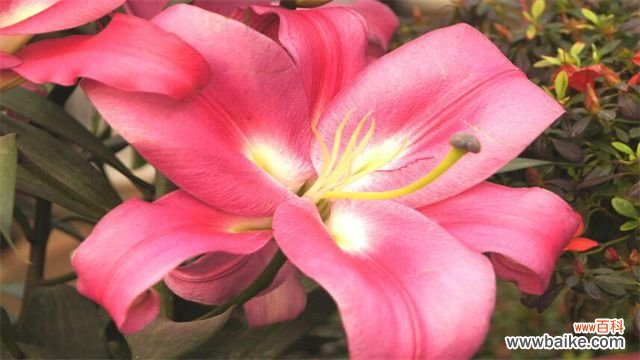 粉色百合花语：清纯高雅