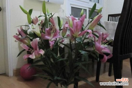 鲜花百合花怎么养水里?3步插花/5个要点让花开更持久