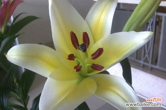 鲜花百合花怎么养水里?3步插花/5个要点让花开更持久