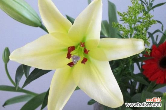 鲜花百合花怎么养水里?3步插花/5个要点让花开更持久