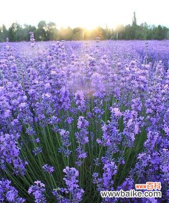 薰衣草代表什么？女生为何如此喜欢？ 女生喜欢薰衣草的心理解析