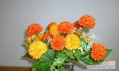 橙色康乃馨花语——祝福与感恩的象征