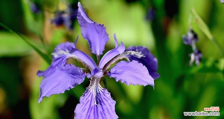 探寻鸢尾兰背后的花语与寓意 鸢尾兰的花语