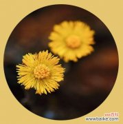 在冬日里绽放的早熟之美，赏析款冬蒲公英 在冬日里绽放的早熟之美，赏析款冬蒲公英