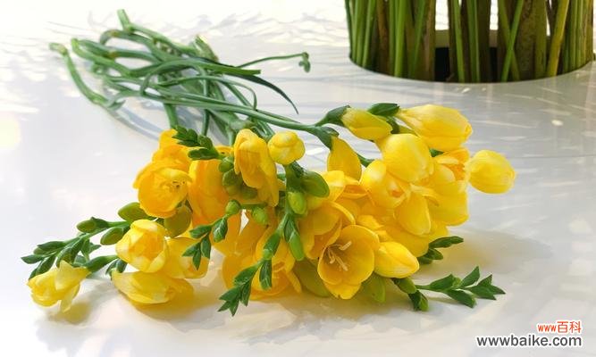 探究香雪兰的内涵和象征意义，了解花语的起源与传承 解析香雪兰的花语