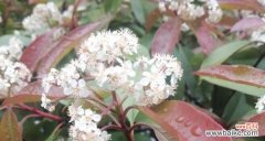 探寻石楠花的内涵与特点 石楠花的花语与意义